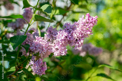 A flowering bush of lilac terry syringa on a sunny spring day