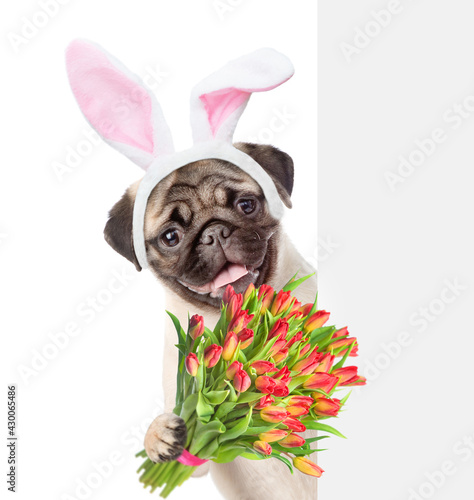 Funny Pug puppy wearing easter rabbits ears holds bouquet of tulips behind empty white banner. Isolated on white background © Ermolaev Alexandr
