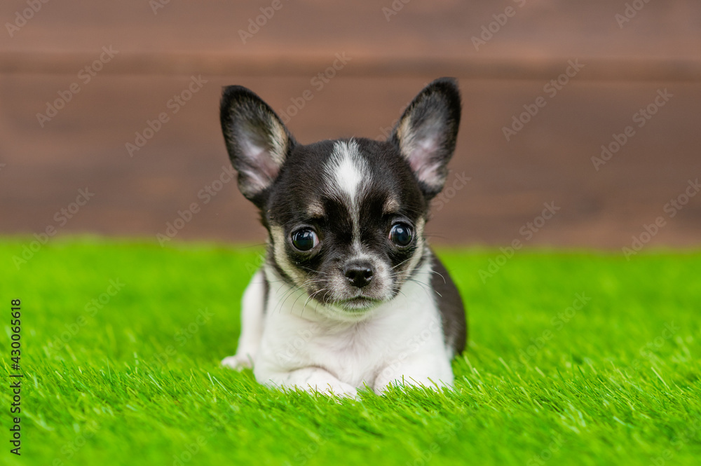 Portrait of a Tiny Chihuahua  puppy on green summer grass