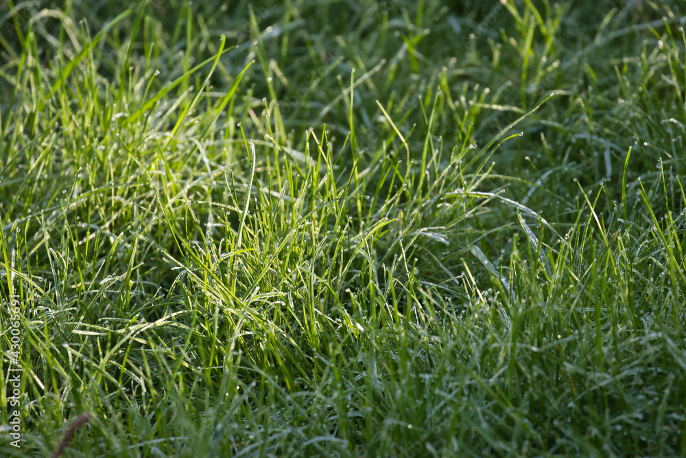 Obraz premium long green grass in gold sunlight needs mowed