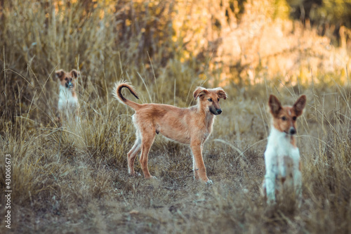 Fototapeta Naklejka Na Ścianę i Meble -  Perros en el parque