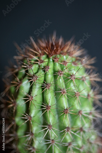 Cactus close up background Stenocereus thurberi family cactaceae modern botanical high quality big size print