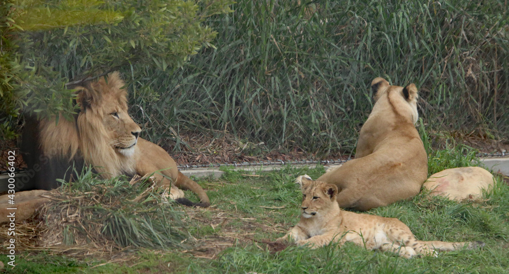 Fototapeta premium Lion Family: Dad Mom cub