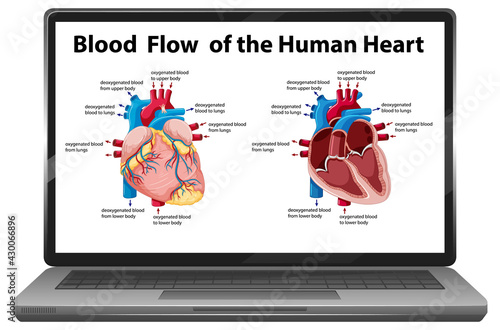 Blood flow of human heart diagram on laptop screen isolated
