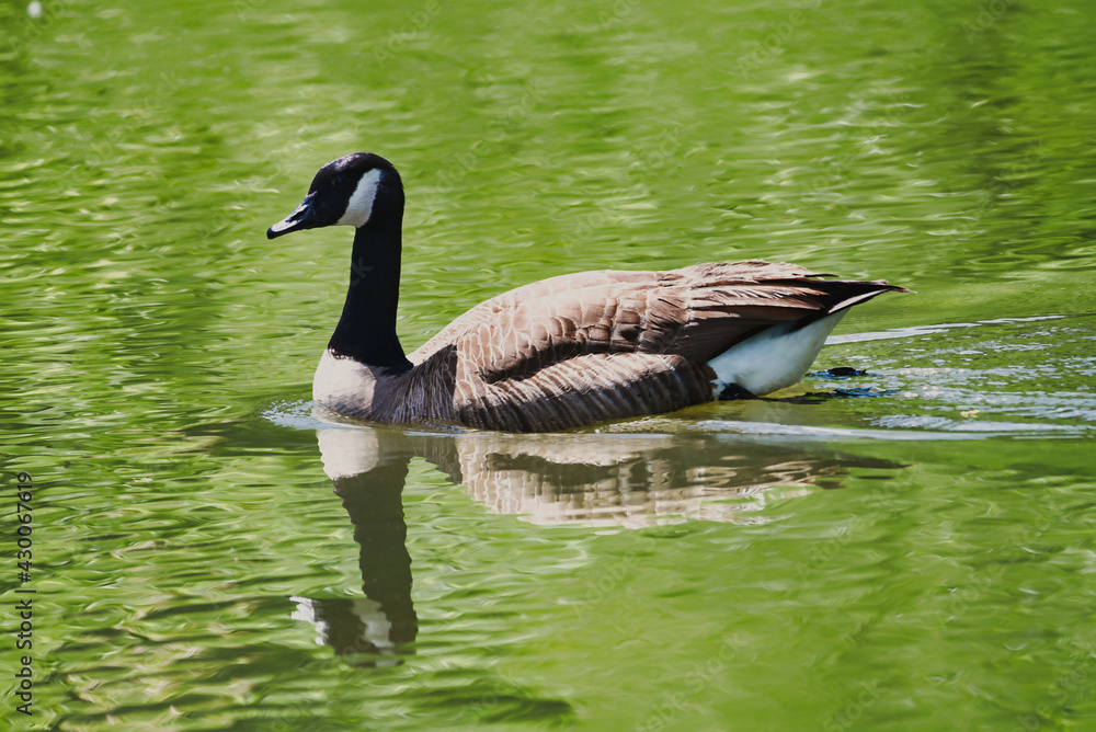 Obraz premium A Canadian goose swimming in a pond with reflections on the water.