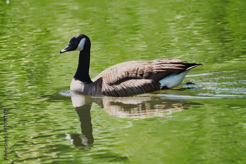 A Canadian goose swimming in a pond with reflections on the water.