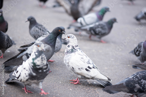many pigeons are walking in the park