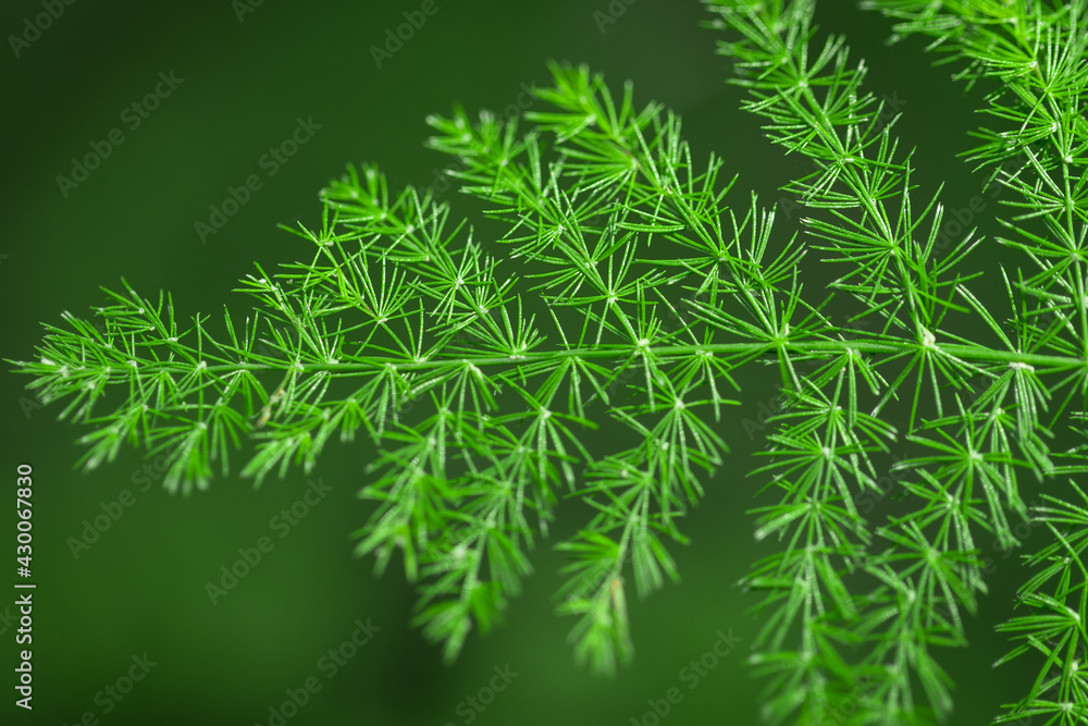 Close-up of Christmas pine fir tree branches background. Background of Christmas tree branches. Close-up of Christmas pine fir tree branches background. Background of Christmas tree branches.