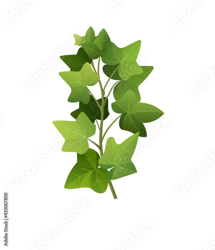 Ivy plant branch cartoon vector illustration. Climbing vine.