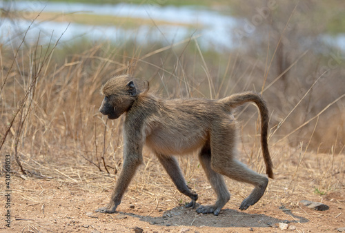 Young Baboon walking by Sabi River in Kruger National Park in South Africa RSA