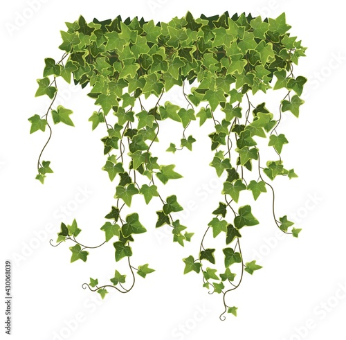 Ivy plant branch cartoon vector illustration. Climbing vine.
