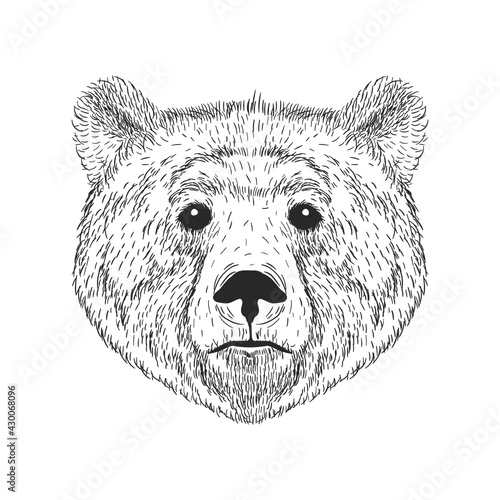 bear logo icon designs