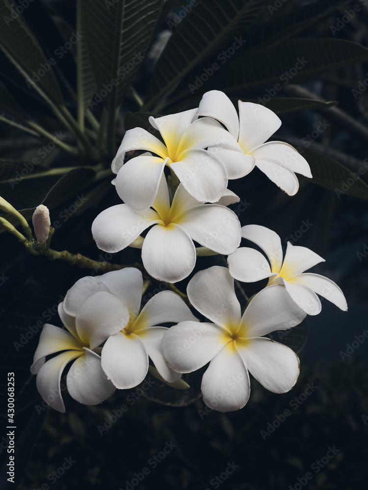 Plumeria is a beautiful white flower Plumeria is a beautiful white flower