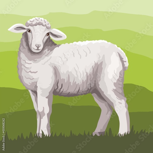 sheep breeding. a young lamb grazes in the meadow. vector illustration isolated on white background