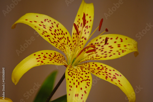 yellow lily flower