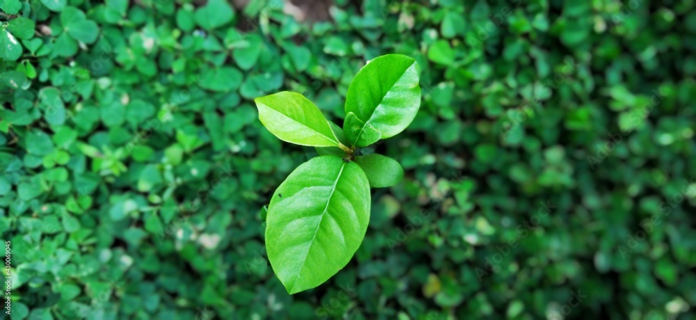 green leaves background green leaves background
