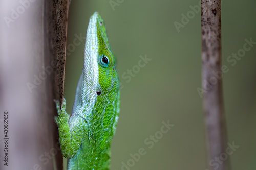 Green Anole Lizard