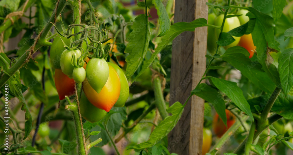 A bunch of tomatoes are somewhat ripe, the rest are green. Growing tomatoes in a greenhouse A bunch of tomatoes are somewhat ripe, the rest are green. Growing tomatoes in a greenhouse