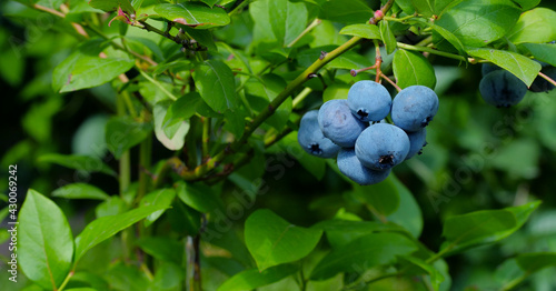 Delicious ripe blueberries on the bushes. Blue berries on a background of greenery.
