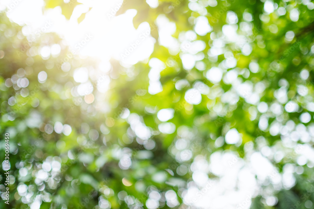 Abstract green bokeh of trees, blurred nature background Abstract green bokeh of trees, blurred nature background