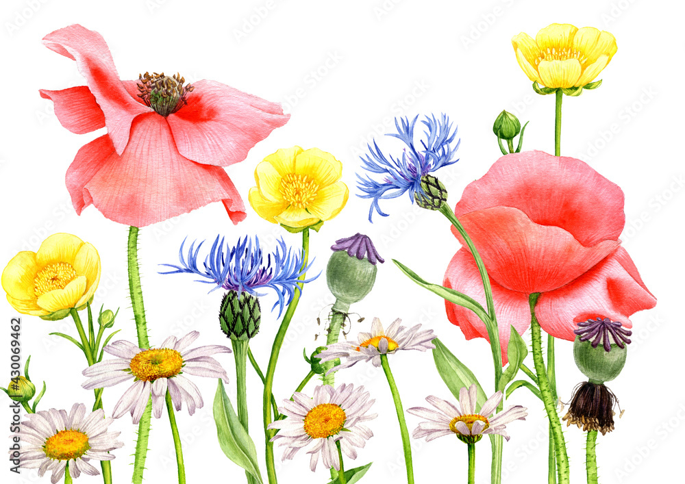Fototapeta premium watercolor drawing field flowers and plants