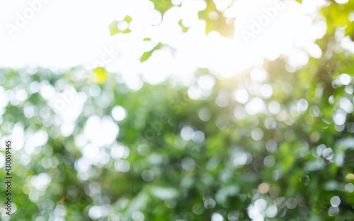 Abstract green bokeh of trees, blurred nature background © Farknot Architect