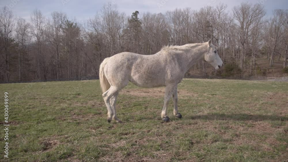 Dusty white horse grazing in field Dusty white horse grazing in field