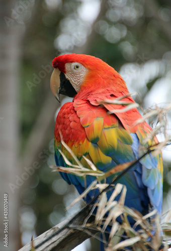 Red Macaw looking left © Jacqueline
