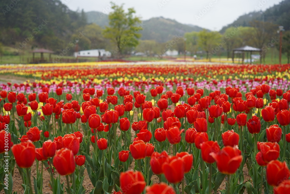 Spread tulip flower garden Spread tulip flower garden