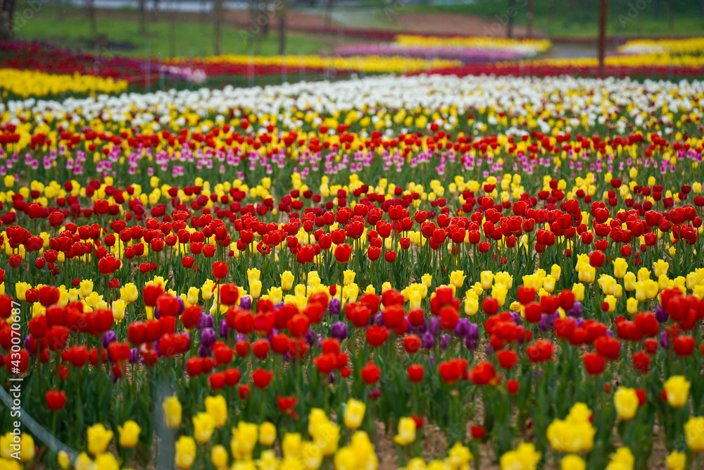 Spread tulip flower garden