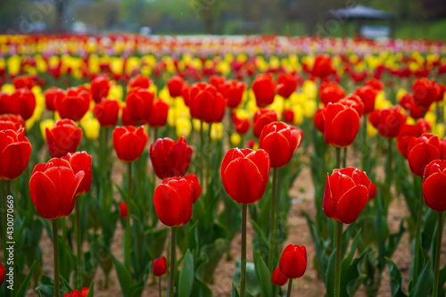 Fototapeta Naklejka Na Ścianę i Meble -  red and yellow tulips