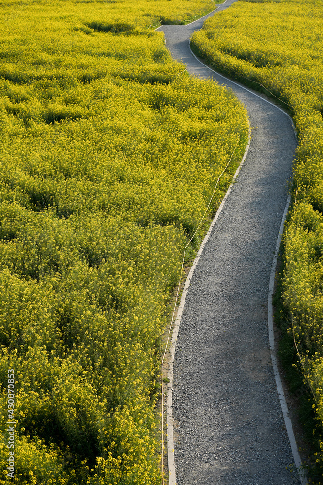 Naklejka premium Road through yellow rape field