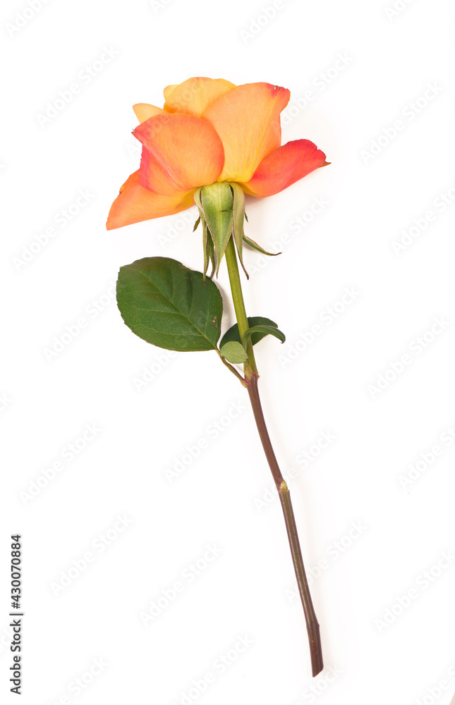 Fototapeta premium orange roses on white background