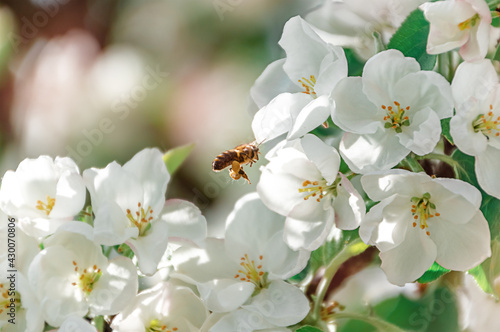 Blooming apple tree in spring. White blossoming apple flowers on a branch. Spring season, spring colors