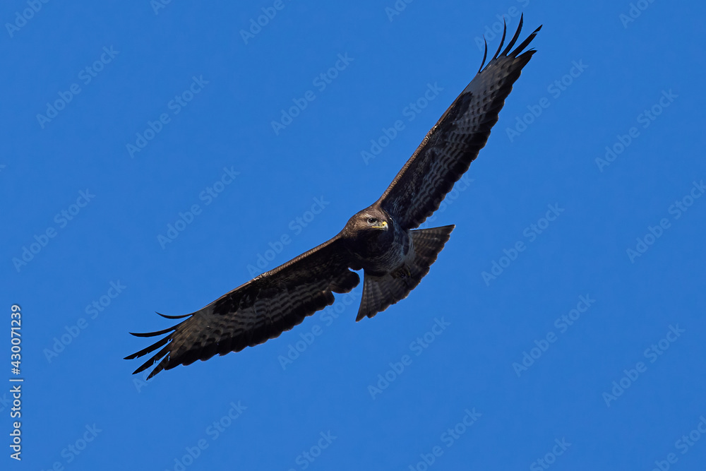 Fototapeta premium Common buzzard (Buteo buteo)