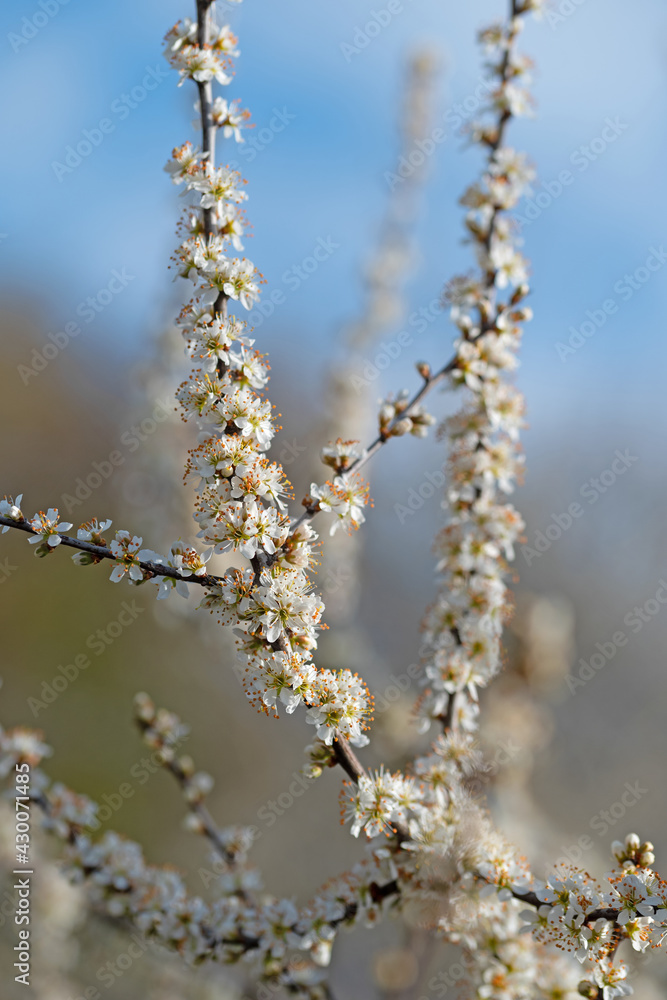Blühender Schlehdorn, Prunus spinosa, im Frühling Blühender Schlehdorn, Prunus spinosa, im Frühling