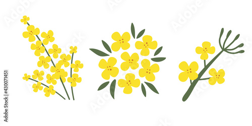 A collection of rapeseed flowers on a white isolated background. Yellow hand-drawn bright plants. Blooming design elements for postcards, banners. Vector illustration. photo