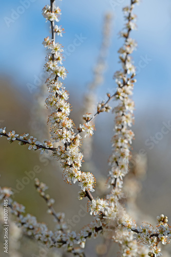 Blühender Schlehdorn, Prunus spinosa, im Frühling