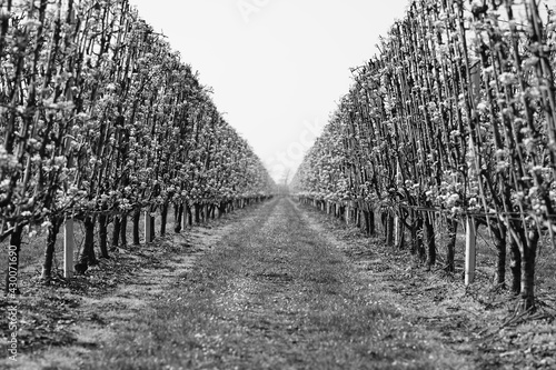 Fototapeta Naklejka Na Ścianę i Meble -  rows of vines in vineyard