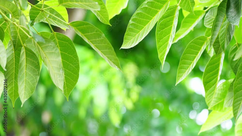 When the first rain of the season comes, nature and the trees are rejuvenated again. Fresh green leaves are saturated with Water drop and Drizzle when it rains. When the first rain of the season comes, nature and the trees are rejuvenated again. Fresh green leaves are saturated with Water drop and Drizzle when it rains.