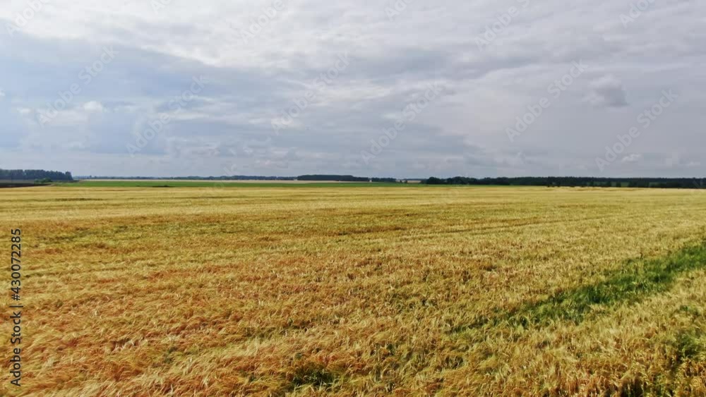 Walking in the yellow wheat field in summer Walking in the yellow wheat field in summer