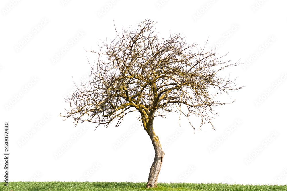 Fototapeta premium tree isolated