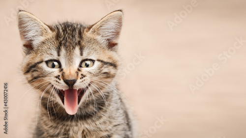 Close up portrait of kitten with open mouth with copy space © SerPhoto