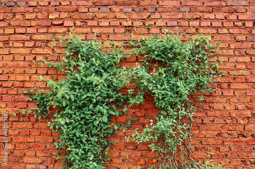 Old red brick wall texture and green leaf hanging down on it at the edge, stone wall consisting of massive bricks and braided with climbing plants. © sementsova321