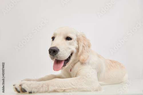 Fototapeta Naklejka Na Ścianę i Meble -  positive active puppy