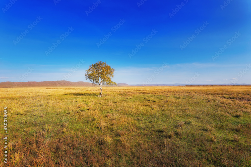 a lonely birch tree in the fields multicolored herbs in autumn under a blue sky against the background of mountains in the steppes of Khakassia
