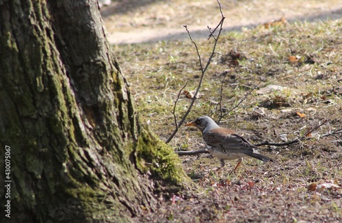 red backed shrike