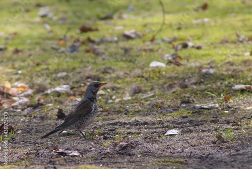 crow on the ground