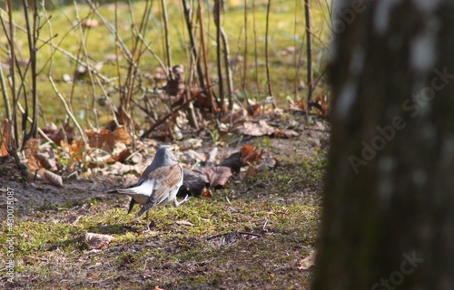 wild bird in the forest