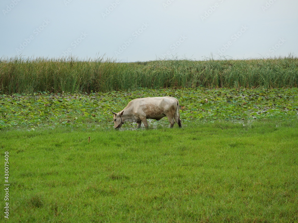 Obraz premium Thai cow standing on the edge of stream, Cows grazing in the green fields have mountains covered with white cloud and blue sky in background, Livestock in Thailand